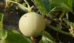 甜瓜大爆料十集视频播放